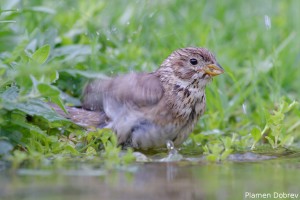Corn Bunting/Сива Овесарка