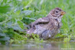 Corn Bunting/Сива Овесарка
