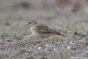 Crested lark/Качулата чучулига