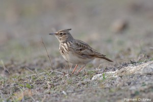Crested lark/Качулата чучулига