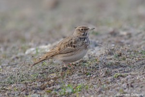 Crested lark/Качулата чучулига