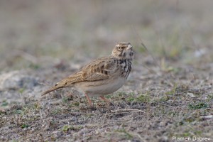 Crested lark/Качулата чучулига