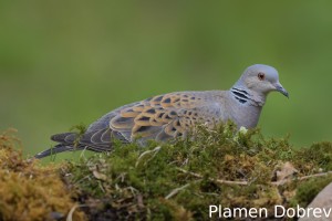 Turtle dove/Гургулица