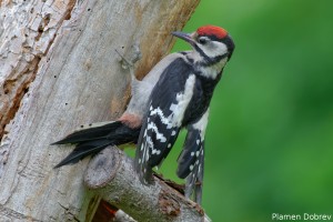 Great Spotted Woodpecker /Голям Пъстър Кълвач