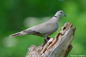 Eurasian Collared Dove