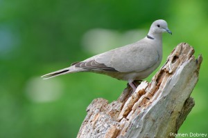 Eurasian Collared Dove