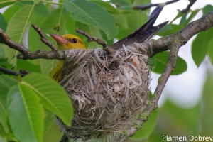 Eurasian Golden Oriole/Авлига