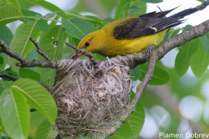 Eurasian Golden Oriole/Авлига