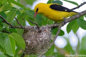 Eurasian Golden Oriole/Авлига