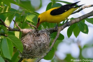 Eurasian Golden Oriole/Авлига