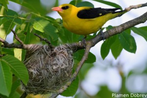 Eurasian Golden Oriole/Авлига