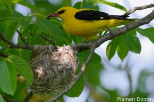 Eurasian Golden Oriole/Авлига