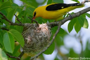 Eurasian Golden Oriole/Авлига