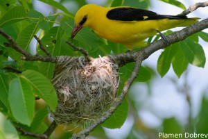 Eurasian Golden Oriole/Авлига