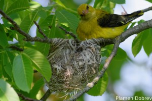 Eurasian Golden Oriole/Авлига