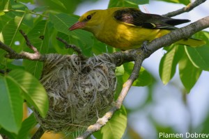 Eurasian Golden Oriole/Авлига