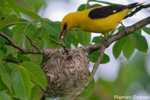 Eurasian Golden Oriole/Авлига