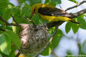 Eurasian Golden Oriole/Авлига
