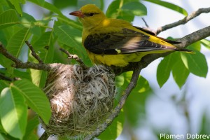 Eurasian Golden Oriole/Авлига