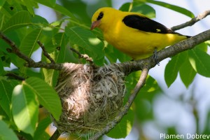 Eurasian Golden Oriole/Авлига