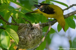 Eurasian Golden Oriole/Авлига
