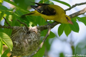 Eurasian Golden Oriole/Авлига