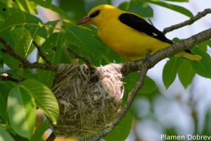 Eurasian Golden Oriole/Авлига