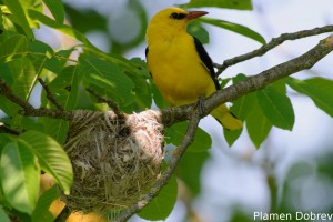 Eurasian Golden Oriole/Авлига