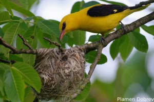 Eurasian Golden Oriole/Авлига