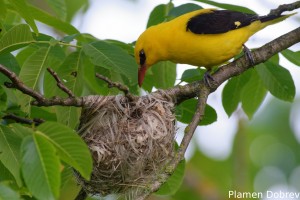 Eurasian Golden Oriole/Авлига