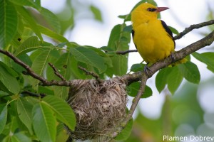 Eurasian Golden Oriole/Авлига