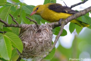 Eurasian Golden Oriole/Авлига