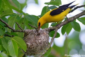 Eurasian Golden Oriole/Авлига