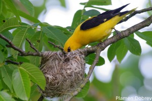 Eurasian Golden Oriole/Авлига