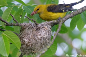 Eurasian Golden Oriole/Авлига