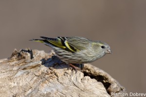 Eurasian siskin/Елшова скатия