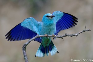 European Roller/Синя Гарга (Синявица)