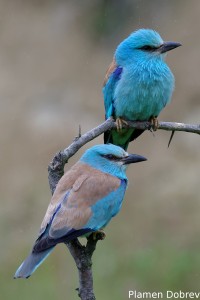 European Roller/Синя Гарга (Синявица)