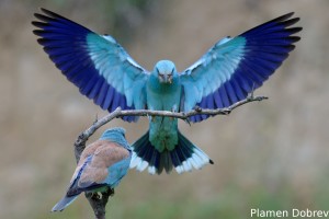European Roller/Синя Гарга (Синявица)