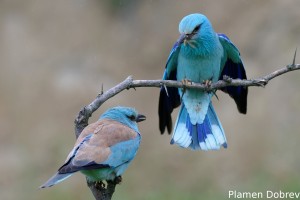 European Roller/Синя Гарга (Синявица)