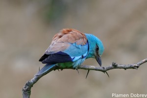 European Roller/Синя Гарга (Синявица)