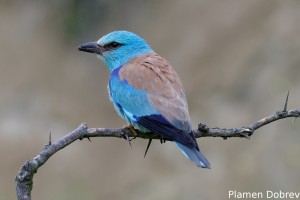 European Roller/Синя Гарга (Синявица)