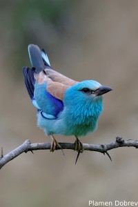 European Roller/Синя Гарга (Синявица)