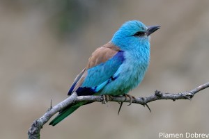 European Roller/Синя Гарга (Синявица)