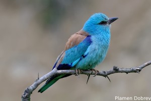 European Roller/Синя Гарга (Синявица)