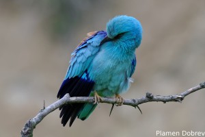 European Roller/Синя Гарга (Синявица)