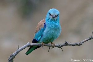 European Roller/Синя Гарга (Синявица)