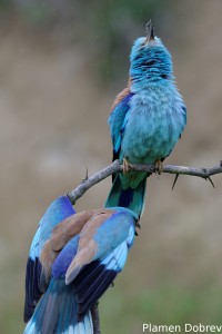 European Roller/Синя Гарга (Синявица)