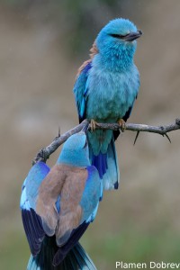European Roller/Синя Гарга (Синявица)