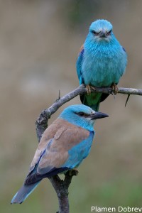 European Roller/Синя Гарга (Синявица)